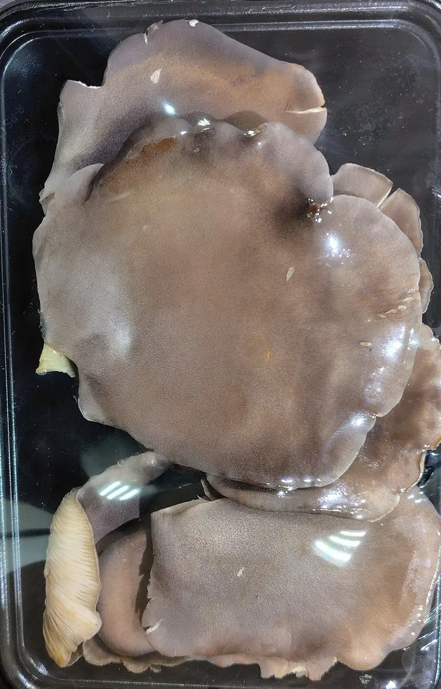 Abalone oyster mushrooms (Pleurotus cystidiosus) with dark grey caps