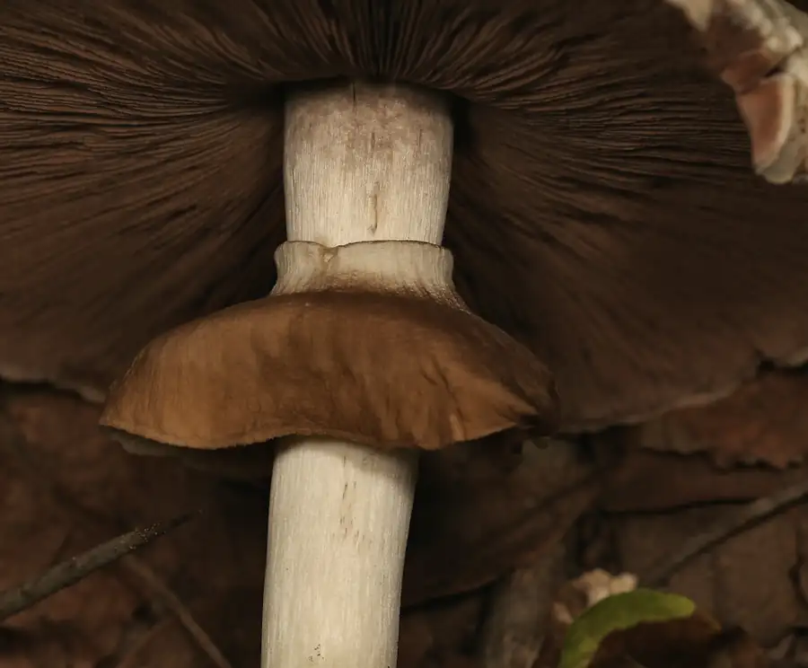Almond mushrooms (Agaricus subrufescens) with brownish scaly caps