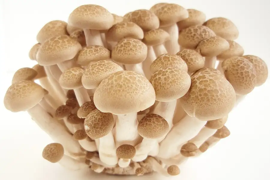 Cultivated beech mushrooms (shimeji, Hypsizygus marmoreus) in a cluster