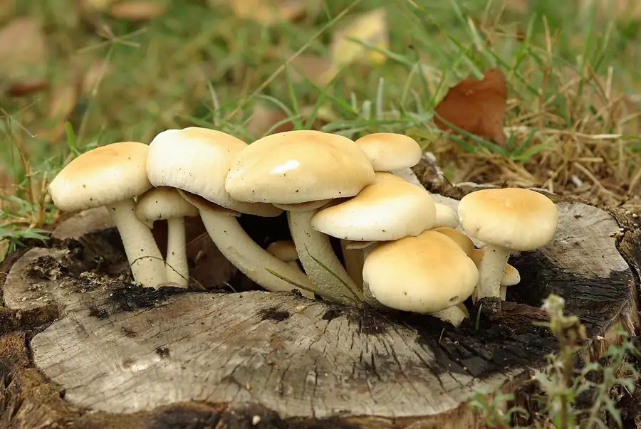 Poplar mushrooms (Cyclocybe aegerita) with brown caps growing on a poplar stump