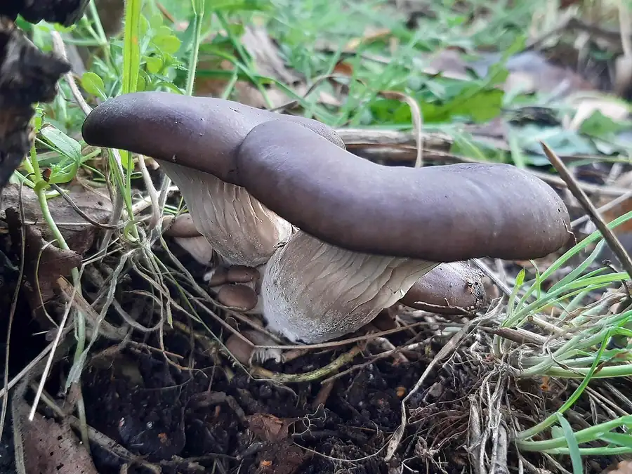 Blue oyster mushrooms (Pleurotus ostreatus var. columbinus) with blue-grey caps