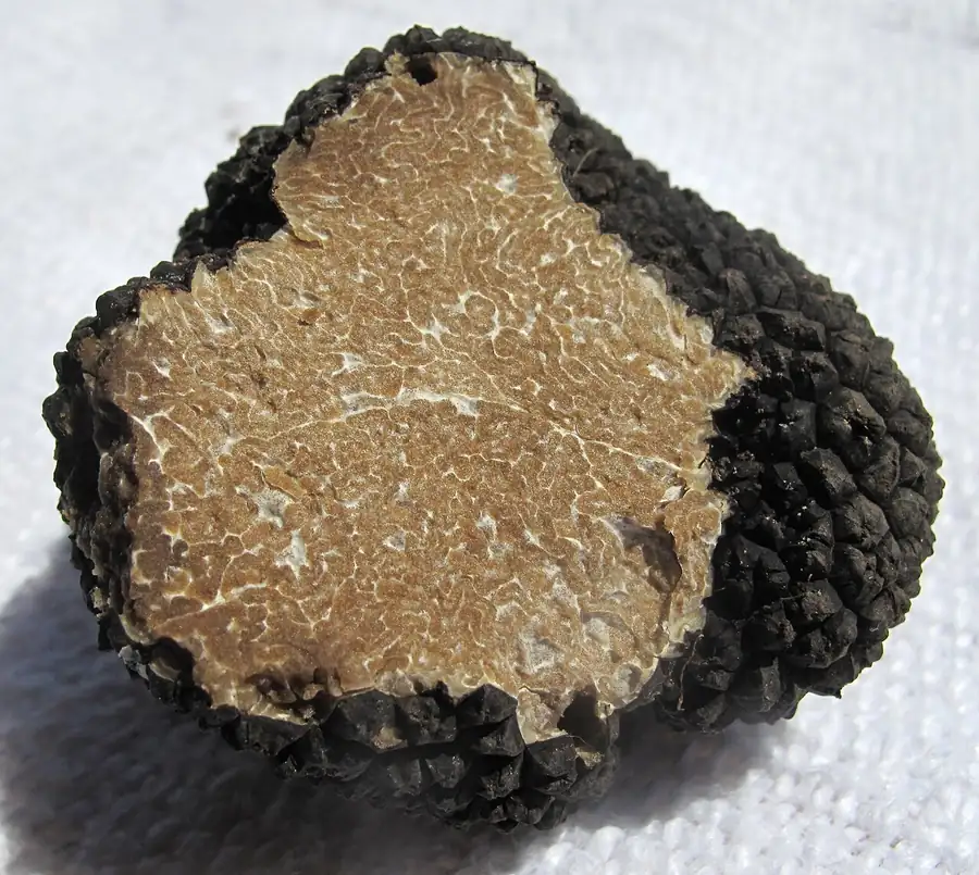 Summer or Burgundy truffle (Tuber aestivum) cut open, showing its marbled interior