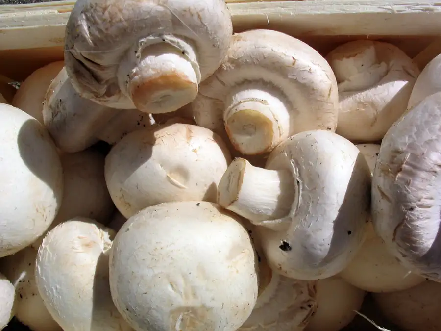 Fresh white button mushrooms (Agaricus bisporus) heaped together