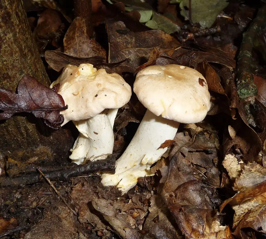 Golden chanterelle (Cantharellus cibarius) with a yellow funnel-shaped cap