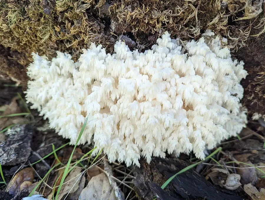 Coral tooth fungus (Hericium coralloides), a white, heavily branched fruit body with fine spines