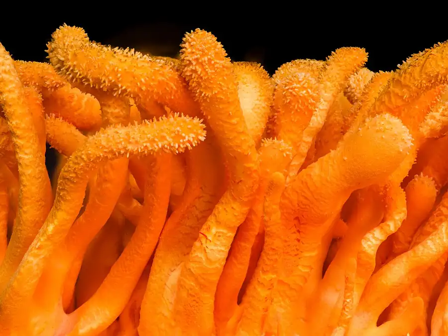 Cultivated Cordyceps militaris fruiting bodies, orange club-shaped stromata