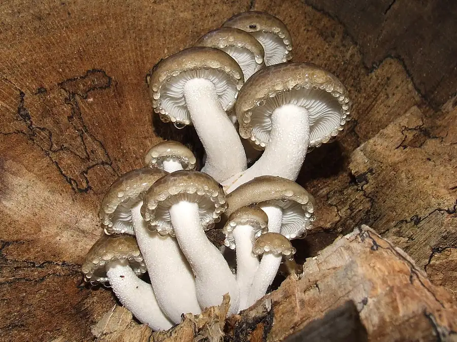 Elm oyster (Hypsizygus ulmarius), large pale caps on wood