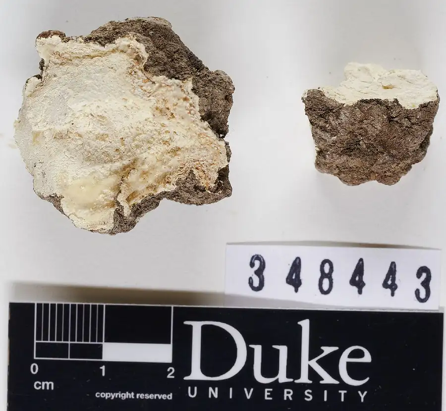 Sclerotia of the king tuber oyster (Pleurotus tuber-regium), dark tuber-like masses