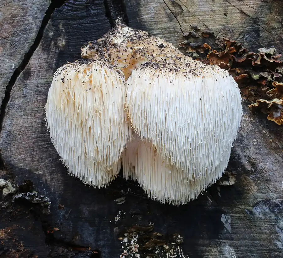 Lion's mane mushroom (Hericium erinaceus) with long white spines, growing on a log