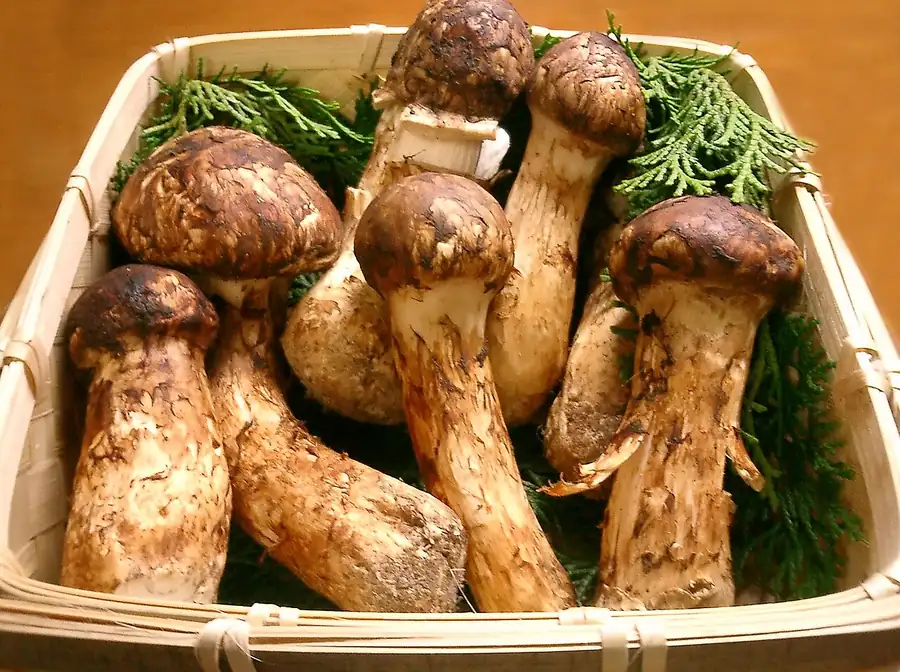 Matsutake (Tricholoma matsutake) with a brown scaly cap and thick white stem