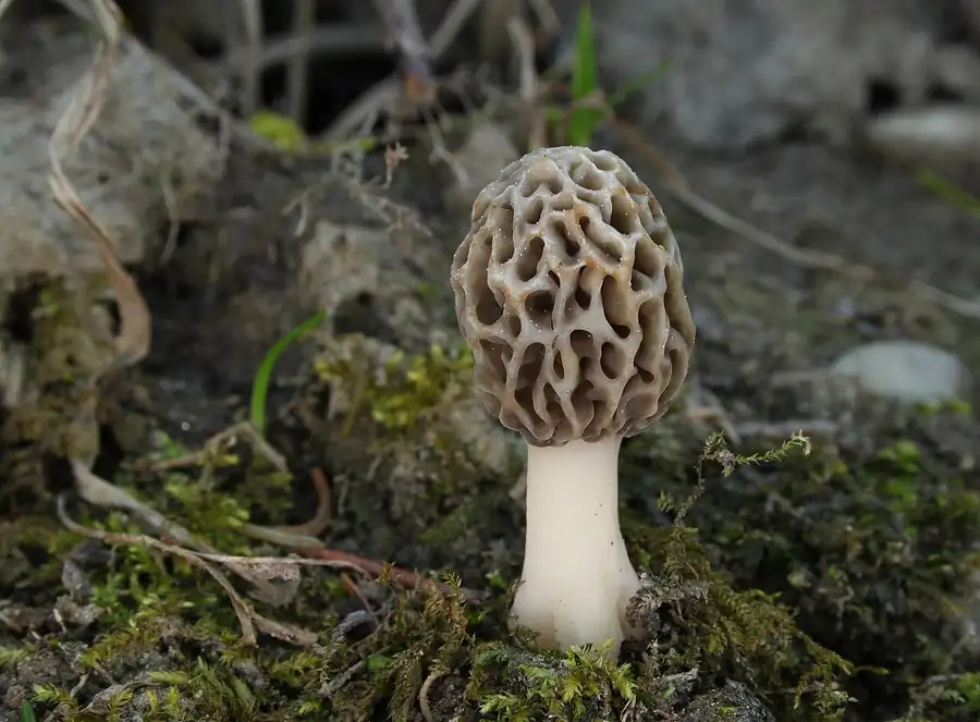 Young common morel (Morchella esculenta) with a honeycomb-patterned cap