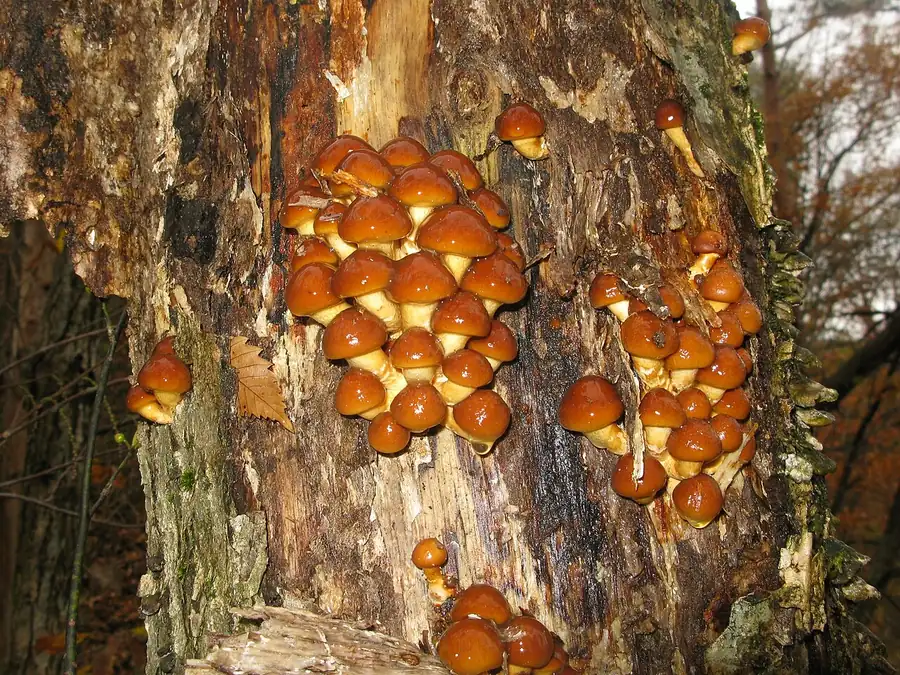 Nameko (Pholiota microspora), small amber-brown mushrooms with a slightly slimy cap
