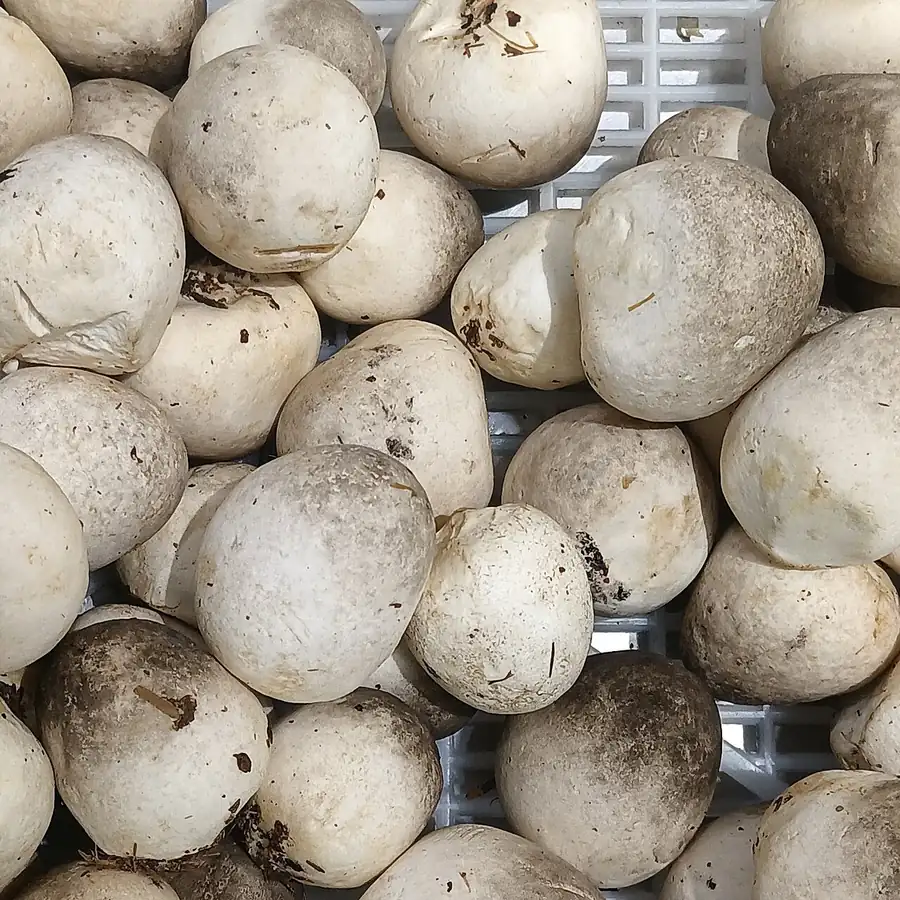 Fresh paddy straw mushrooms (Volvariella volvacea) at the egg and button stages