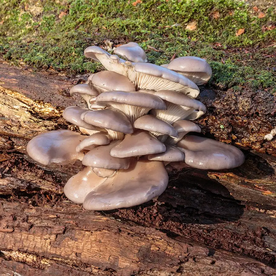 Cluster of grey oyster mushrooms (Pleurotus ostreatus) on a log