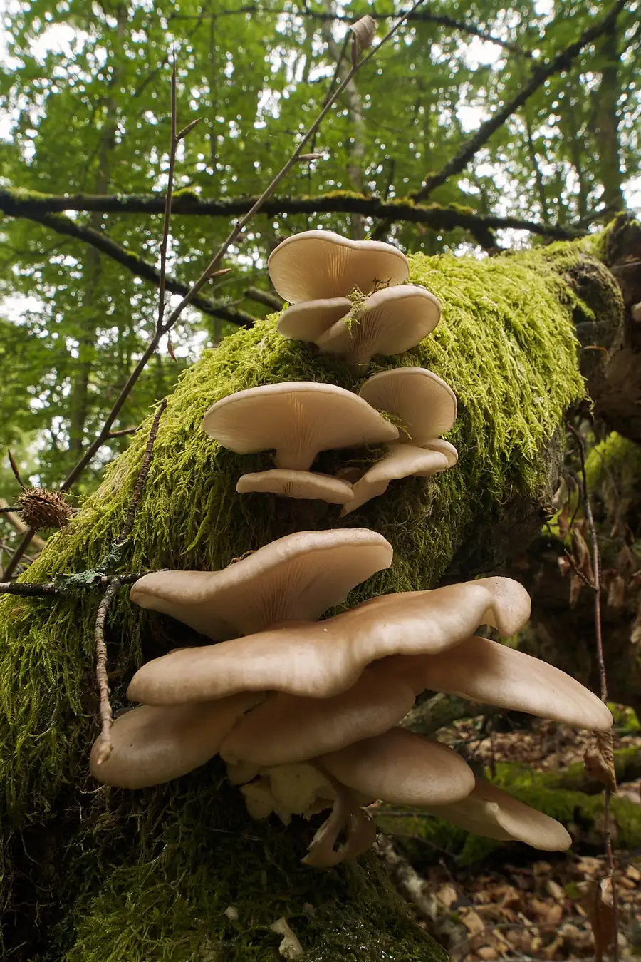 Phoenix (lung) oyster mushrooms (Pleurotus pulmonarius) growing on a mossy log
