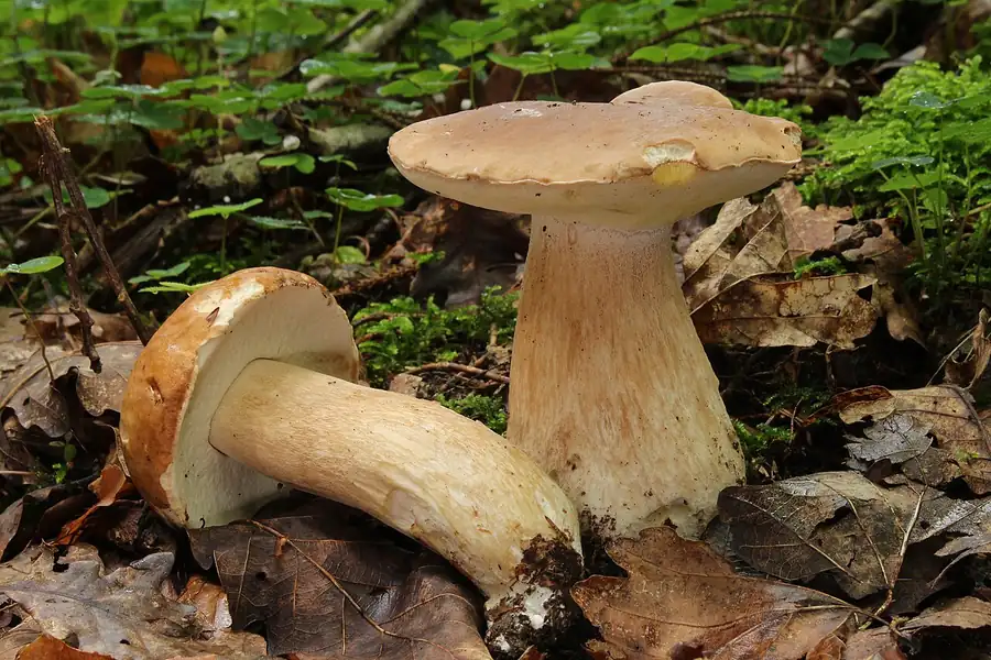 Porcini or king bolete (Boletus edulis) with a brown cap and thick pale stem