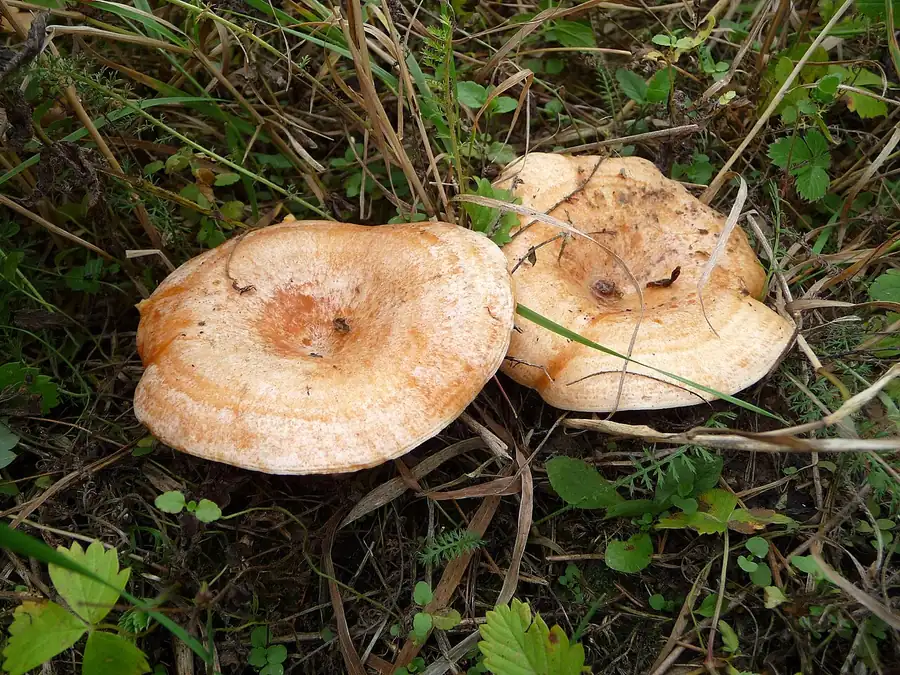 Saffron milk cap (Lactarius deliciosus) with an orange zoned cap