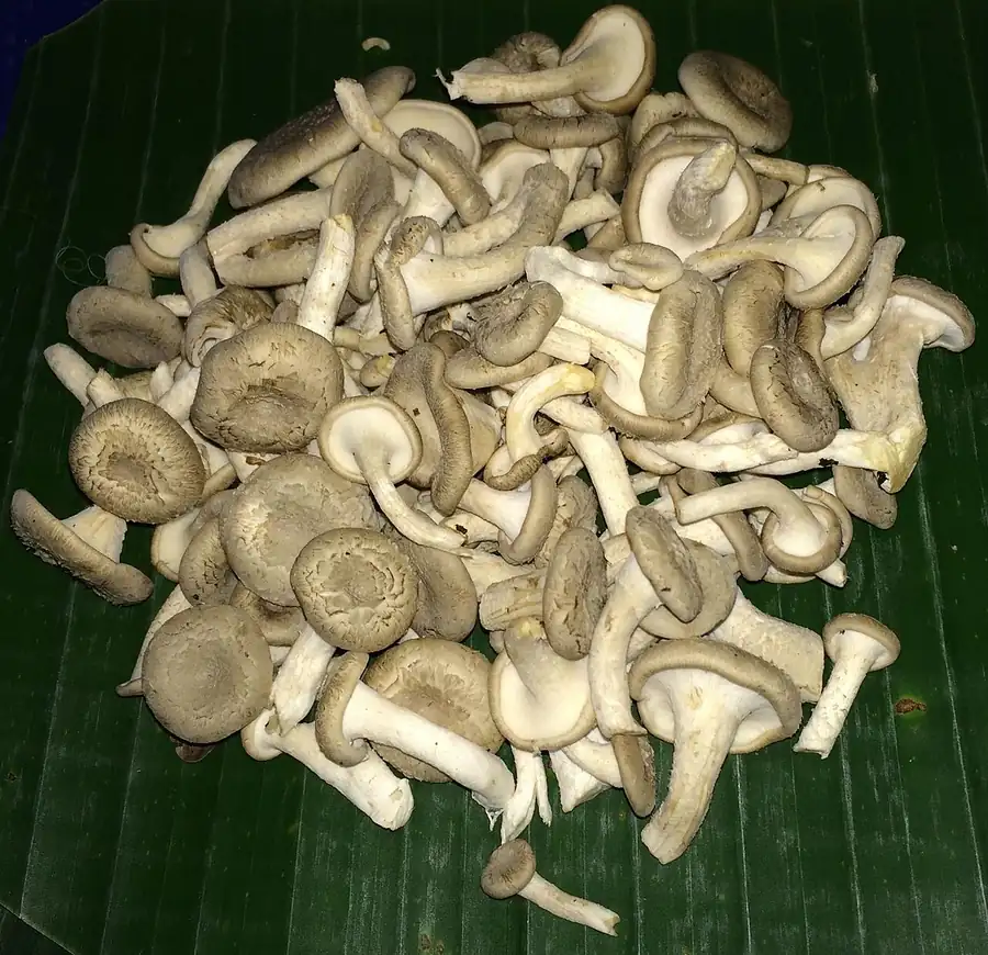 Lentinus squarrosulus, an off-white funnel-shaped mushroom with scaly cap