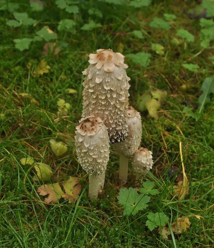 Shaggy mane (Coprinus comatus), tall white scaly caps