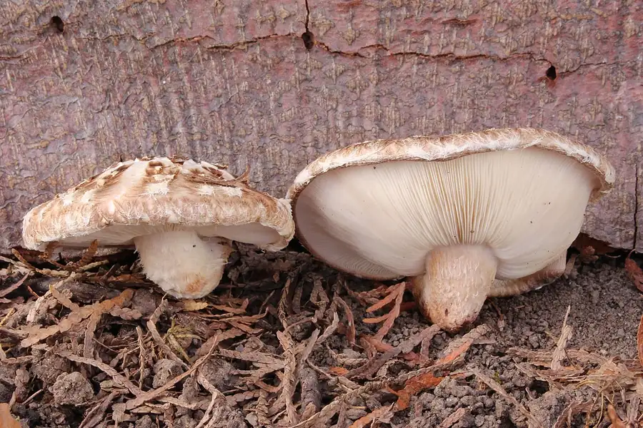 Shiitake (Lentinula edodes) mushrooms with brown scaly caps