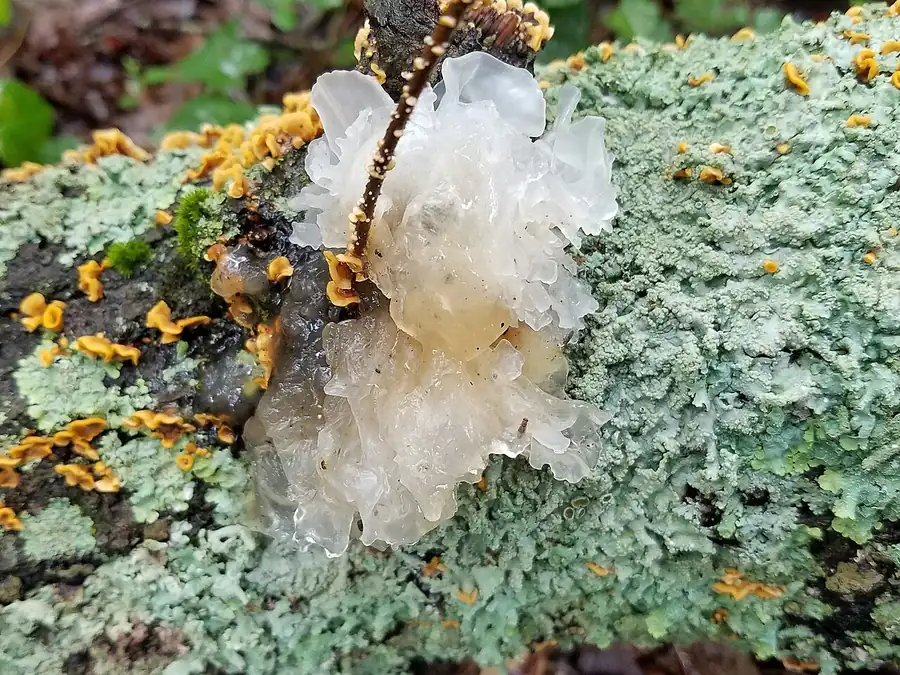 Snow fungus (Tremella fuciformis), a frilly, translucent white gelatinous fruit body