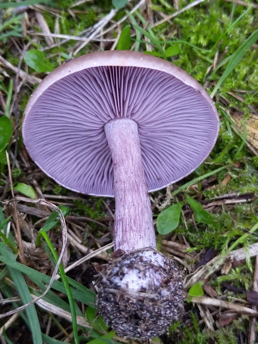 Sordid blewit (Lepista sordida) with lilac-grey caps