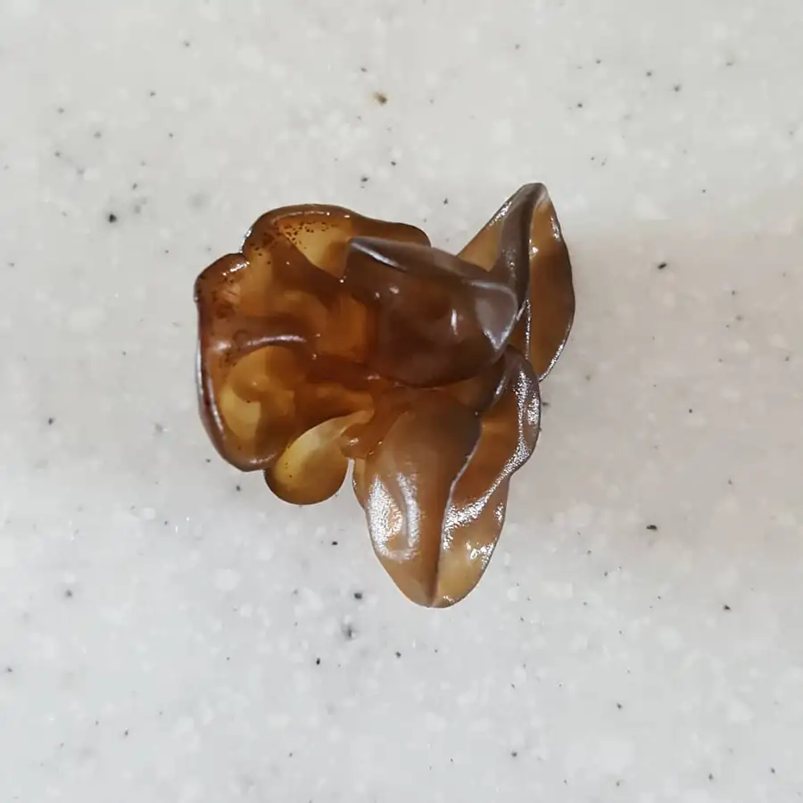 Wood ear mushrooms (Auricularia) growing from a culture bag